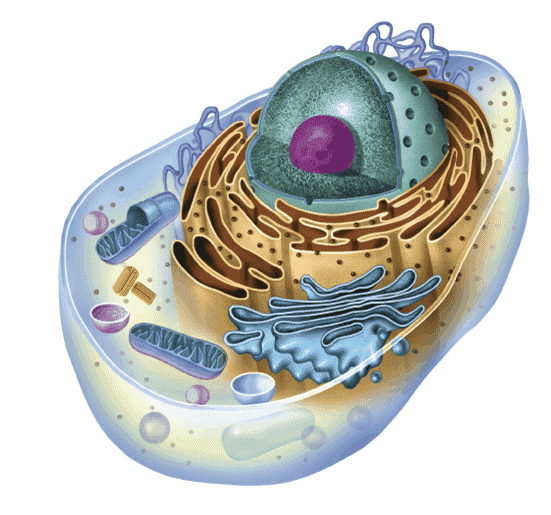 Advanced Cell Biology – “In a Nutcell”